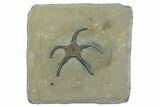 Detailed, Jurassic Brittle Star (Palaeocoma) - England #240754-1